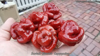 Scotch Bonnet Cappuccino - Pepper Seeds - White Hot Peppers